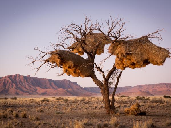 Namibia and Botswana safari holiday