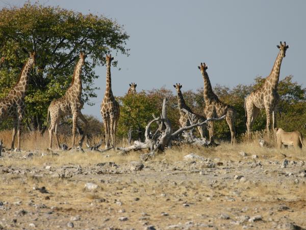 Namibia and Botswana camping safari