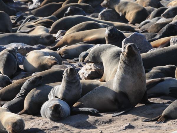 Namibia and Botswana camping safari