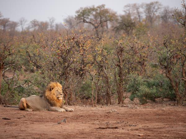 South Africa and Swaziland safari