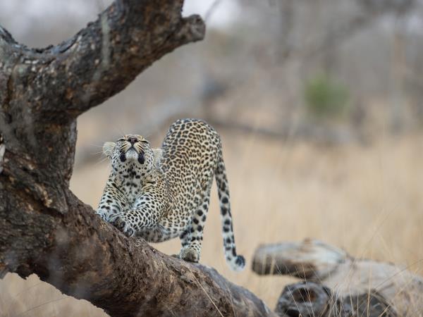 South Africa and Swaziland safari
