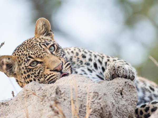 Safari adventure holiday, Zambia, Malawi and Mozambique