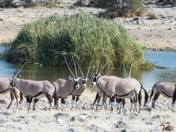 Windhoek to Victoria Falls, Namibia lodge safari 
