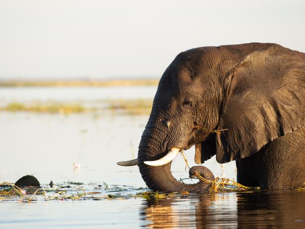 Windhoek to Victoria Falls, Namibia lodge safari 
