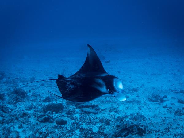 Maldives scuba diving vacation