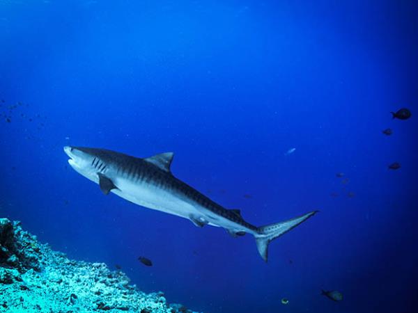 Maldives scuba diving vacation