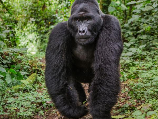 Rwanda tour, tailor made
