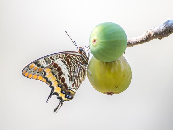 Wildlife conservation vacation, Greece