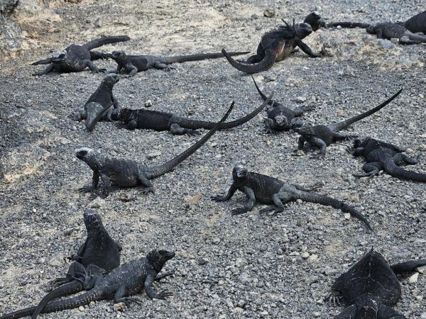 Galapagos active wildlife vacation