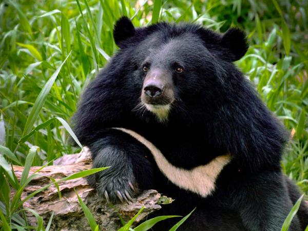 Laos Wildlife sanctuary volunteering vacation