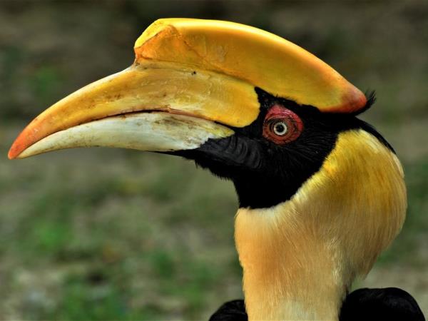 Laos Wildlife sanctuary volunteering vacation