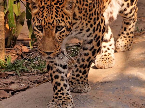 Laos Wildlife sanctuary volunteering vacation
