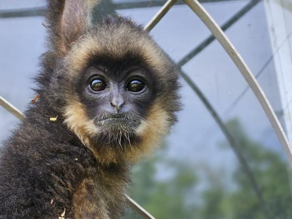 Laos Wildlife sanctuary volunteering vacation