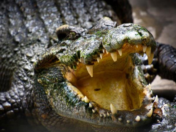 Laos Wildlife sanctuary volunteering vacation