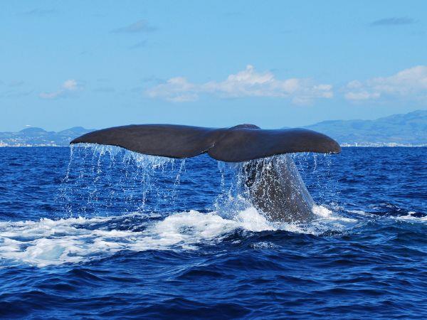 Azores tour, island explorer