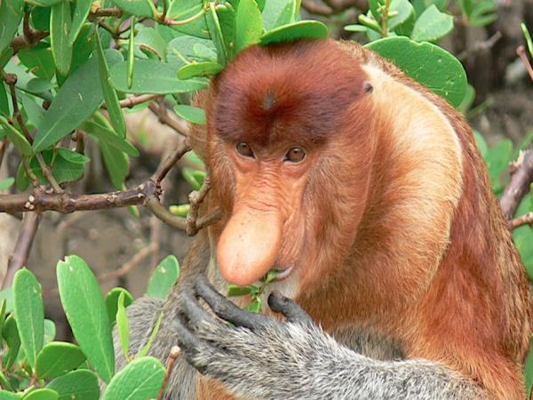 Borneo rainforest adventure vacation for families