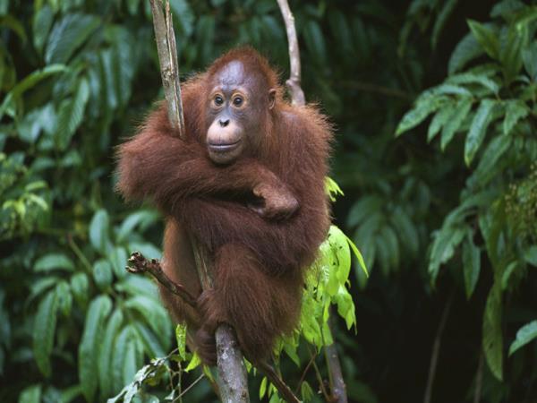 Borneo rainforest adventure vacation for families
