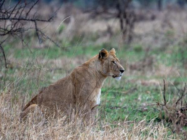 Serengeti walking safari, Tanzania
