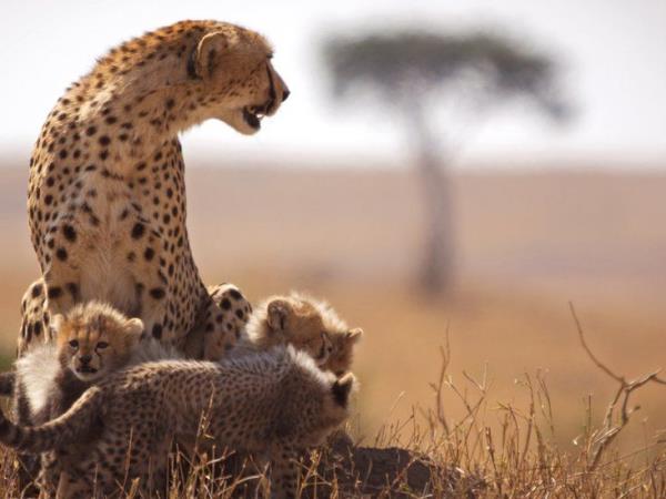 Kenya wildlife safari and beach vacation