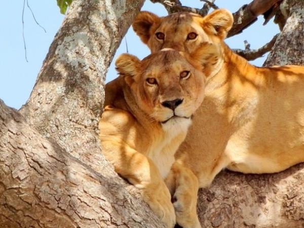 Kenya and Tanzania tailor made safari