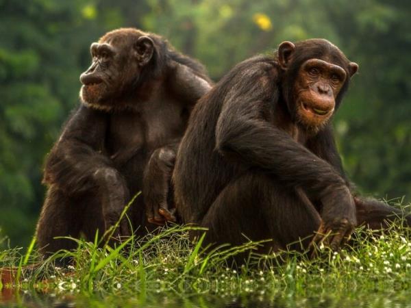 Luxury Kenya and Tanzania safari with Zanzibar