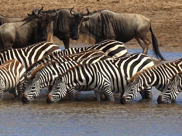Kenya and Tanzania private safari vacation