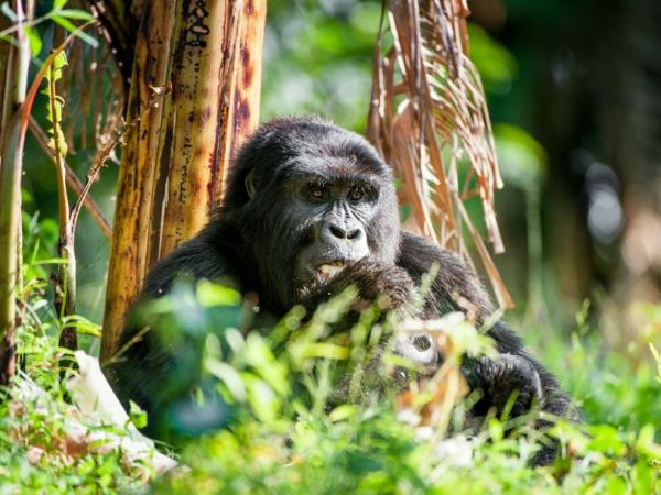 Rwanda hike, bike & kayak vacation