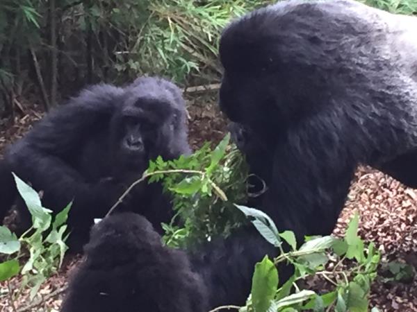 Rwanda hike, bike & kayak vacation
