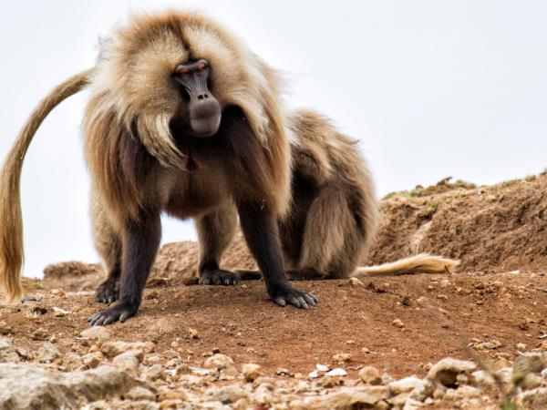 Ethiopia walking tour