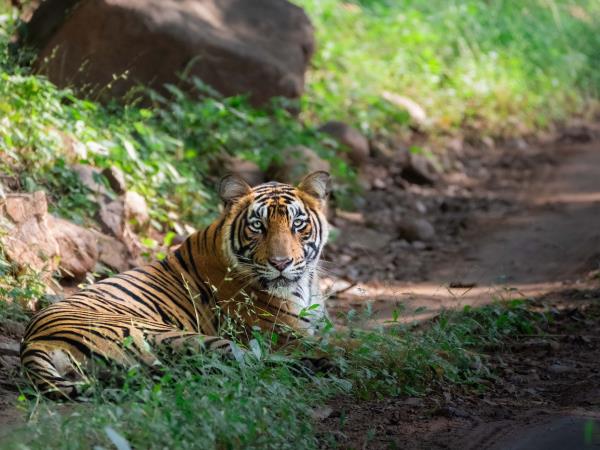 Tigers of India photography tour 