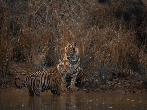Tigers of India photography tour 