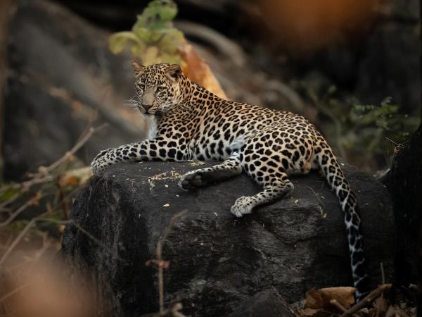 Tigers of India photography tour 