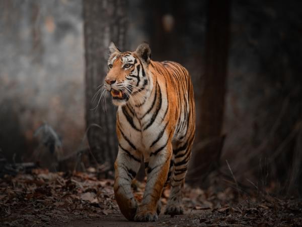 Tigers of India photography tour 