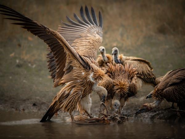 Tigers of India photography tour 