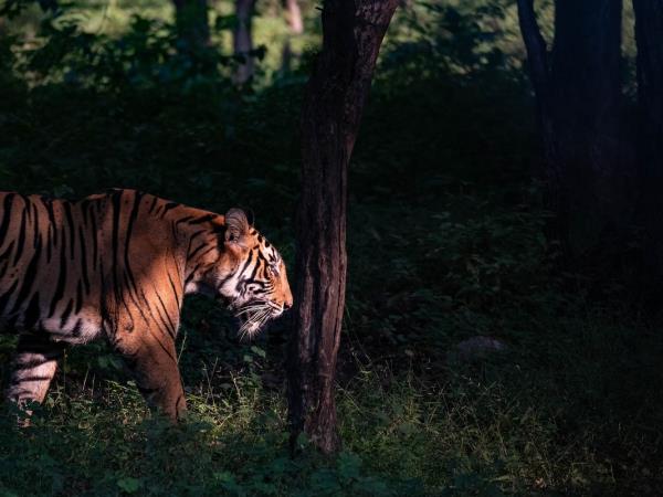 Tigers of India photography tour 