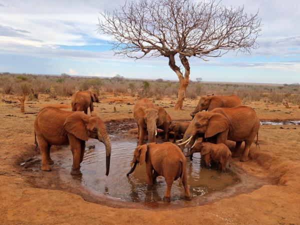 Kenya safari and beach by train