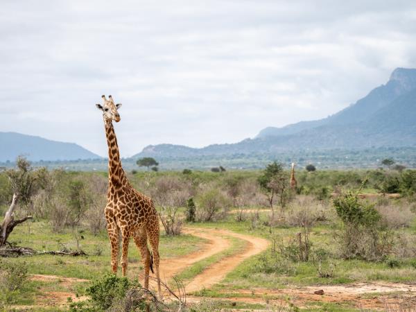 Kenya safari and beach by train