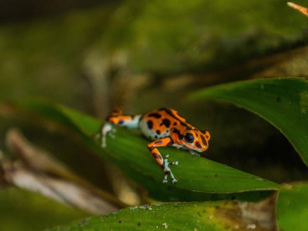 Best of Panama vacation