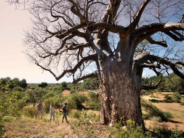 Greater Kruger walking safari, South Africa