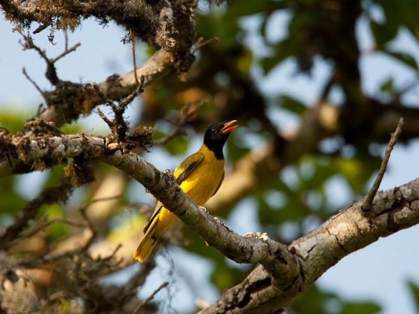 Ethiopia bird watching holiday
