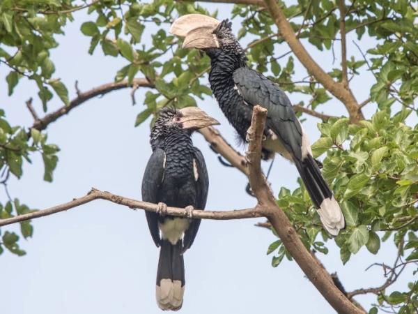 Ethiopia bird watching holiday