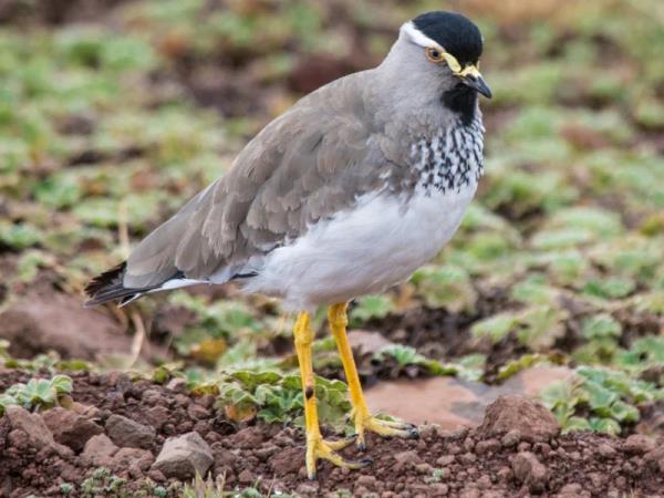 Ethiopia bird watching holiday