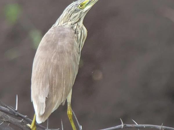 Ethiopia bird watching holiday