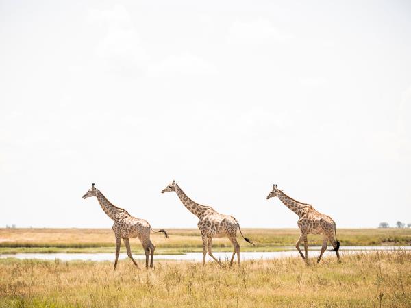 Botswana and Zimbabwe highlights tour