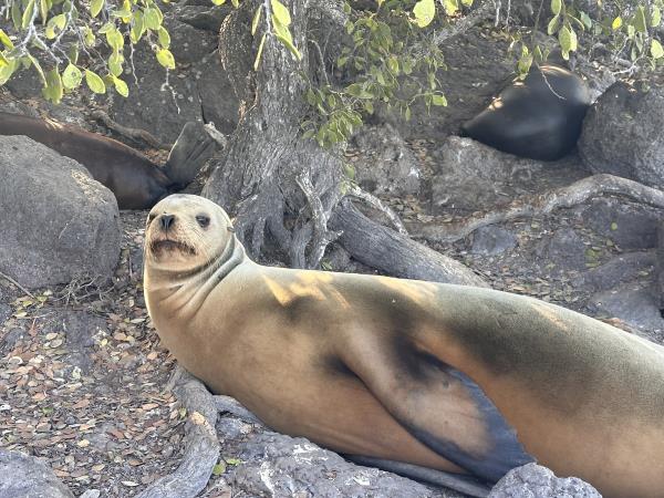 Luxury Ecuador and Galapagos tailor made vacation