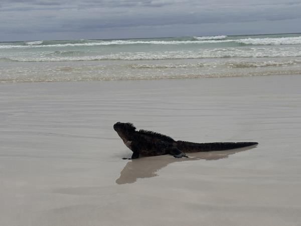 Luxury Ecuador and Galapagos tailor made vacation
