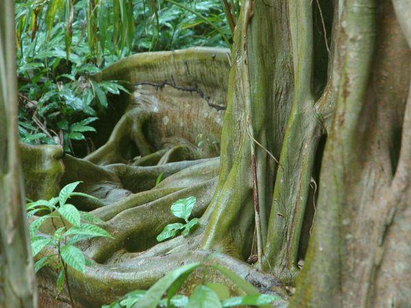 Belize adventure & Island hopping vacation