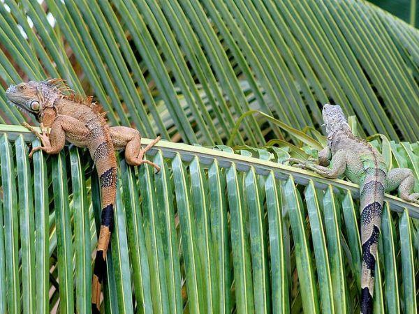Belize adventure & Island hopping vacation