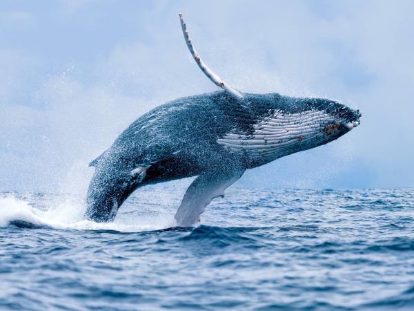 Colombia wildlife & nature vacation