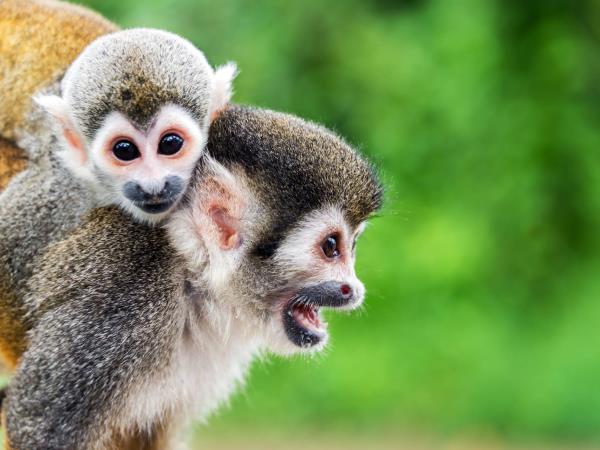 Colombia wildlife & nature vacation